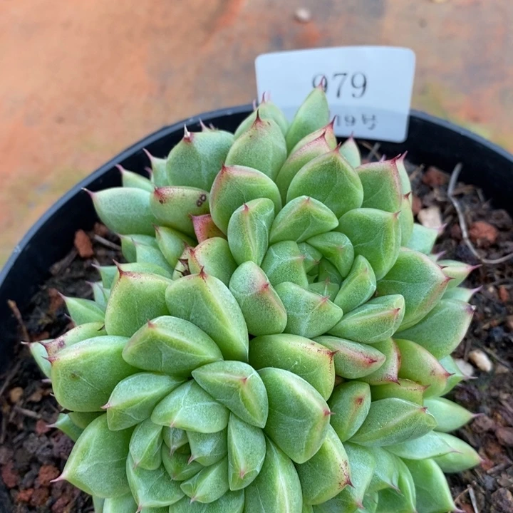 【闪购商品】云979钻石12厘米10头