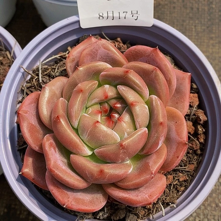【闪购商品】云685