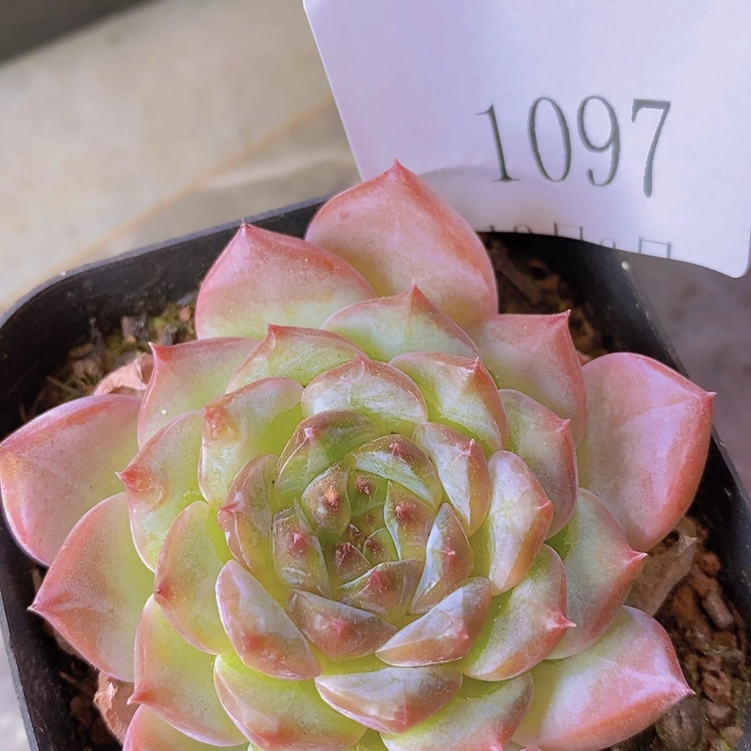 【闪购商品】云1097