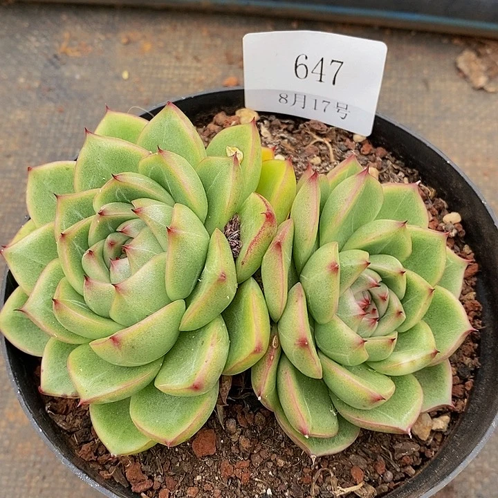 【闪购商品】云647
