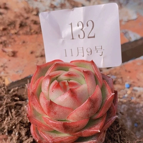 【闪购商品】云132