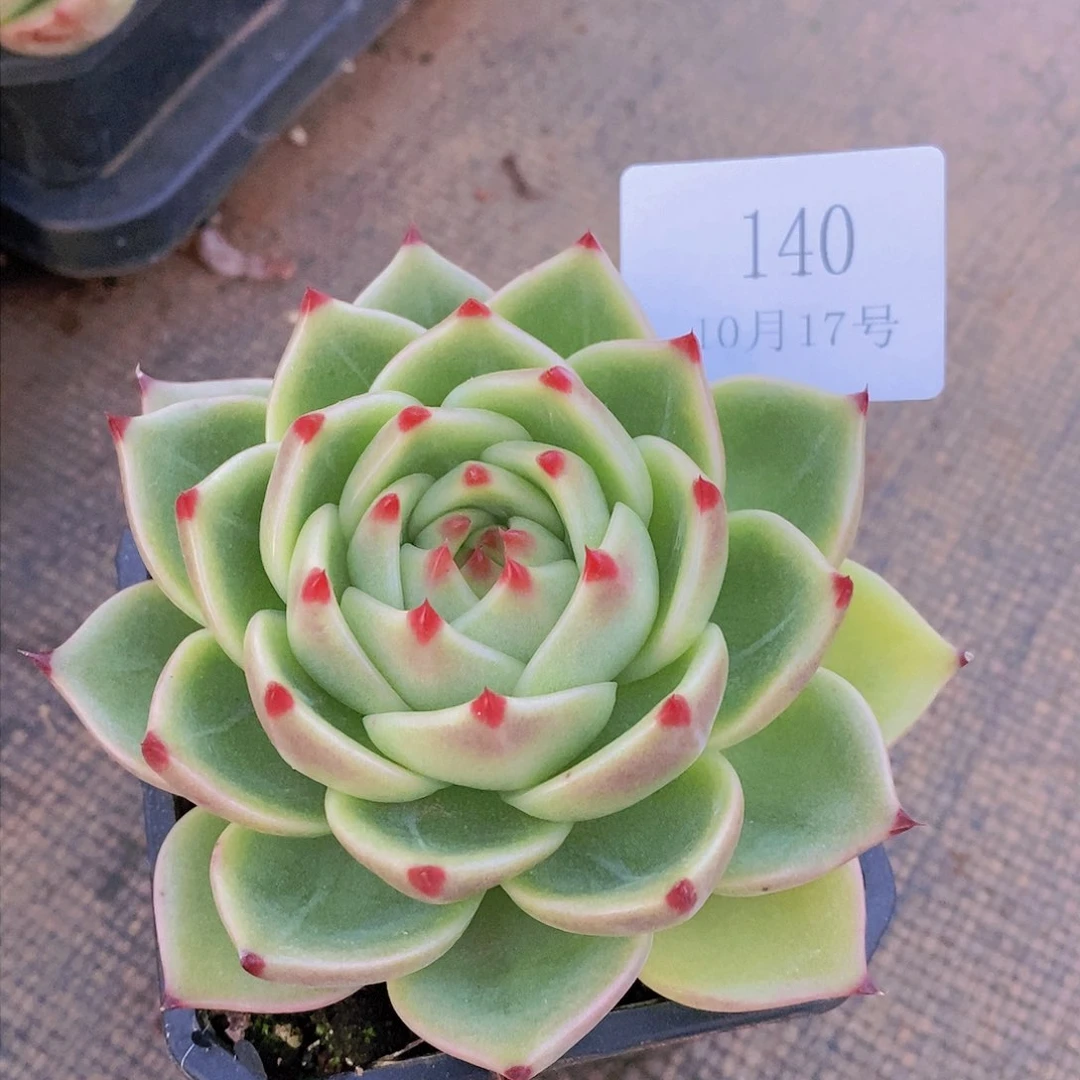 【闪购商品】云140