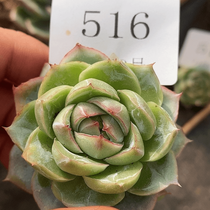 【闪购商品】云516
