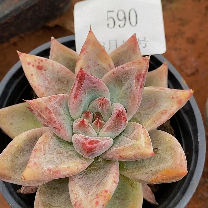 【闪购商品】腼***蓝云590