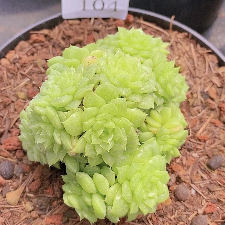 【闪购商品】云104麦秆