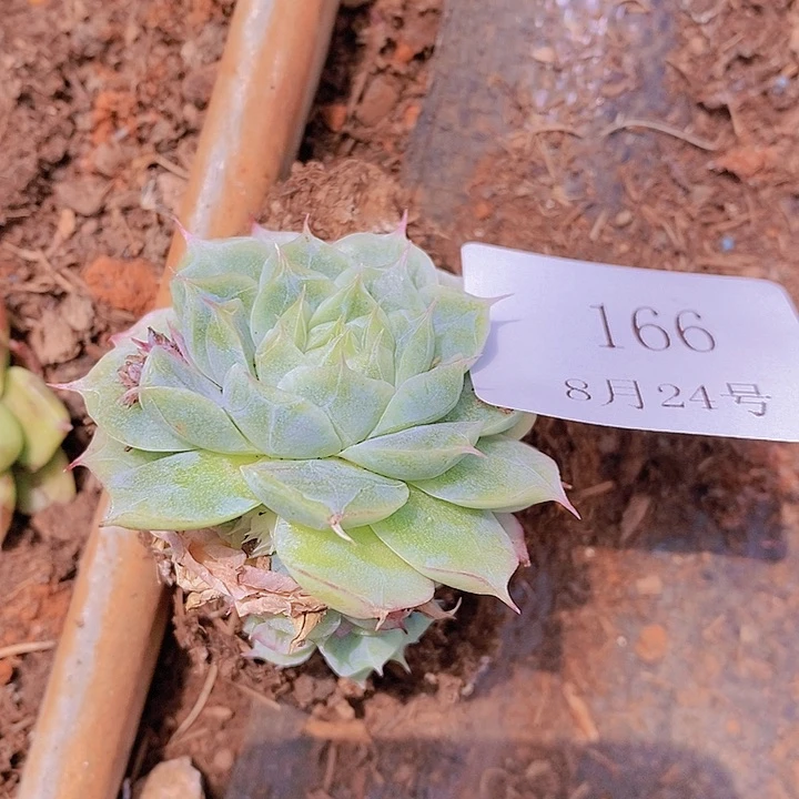 【闪购商品】云166