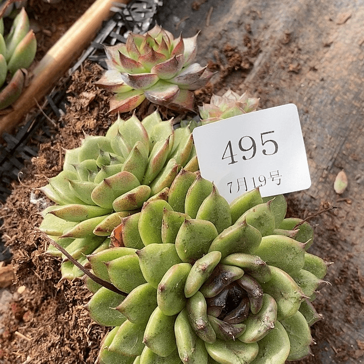 【闪购商品】云495