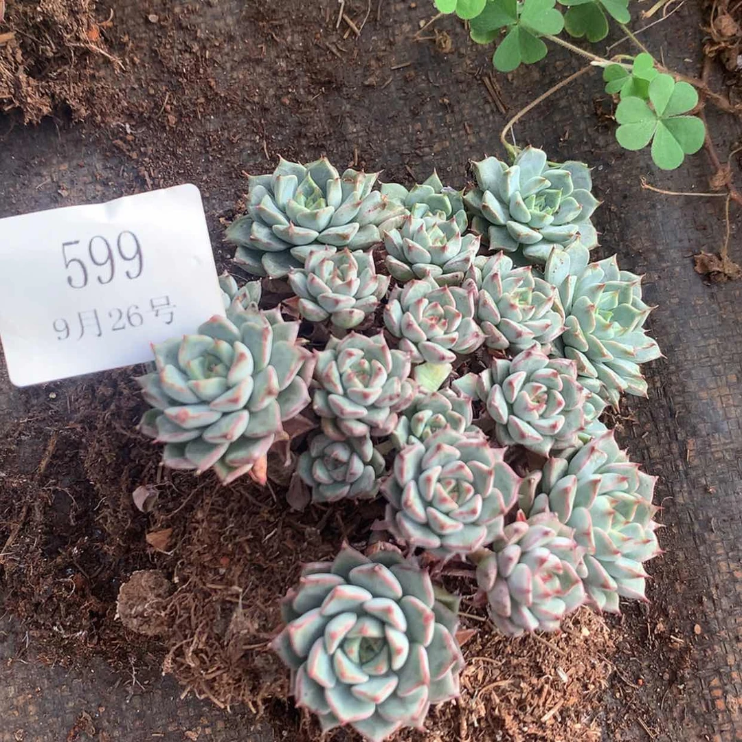 【闪购商品】我599