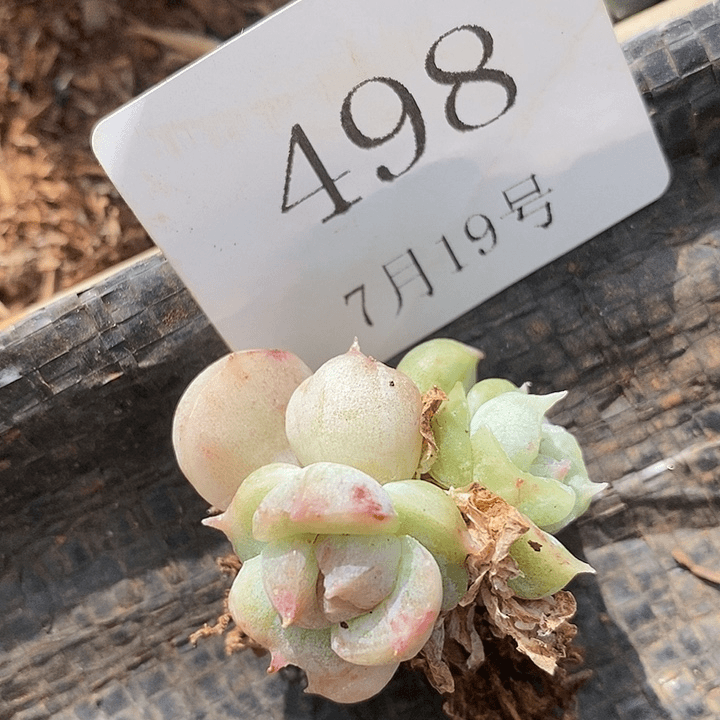 【闪购商品】云498