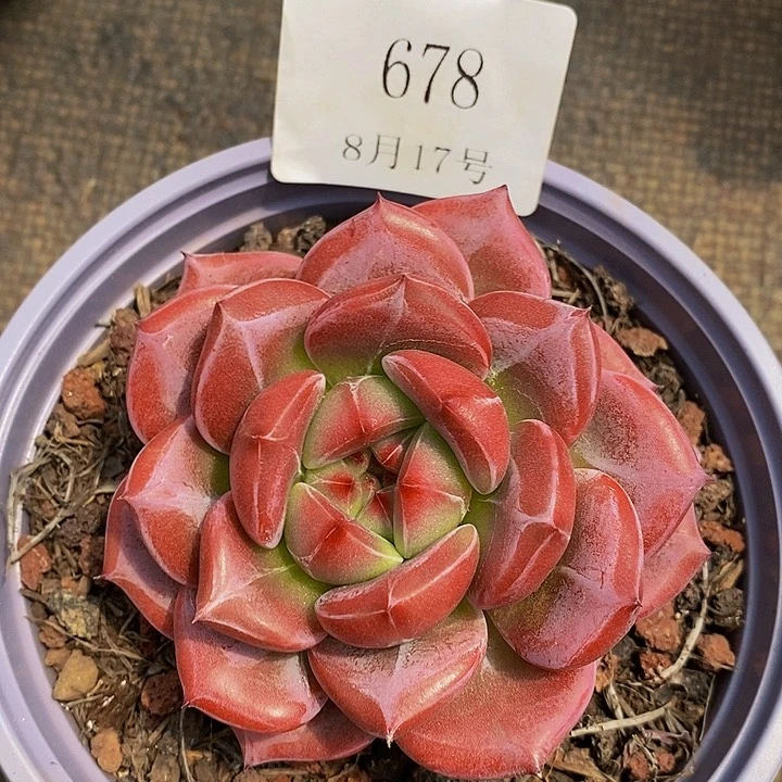 【闪购商品】云678号7.5厘米