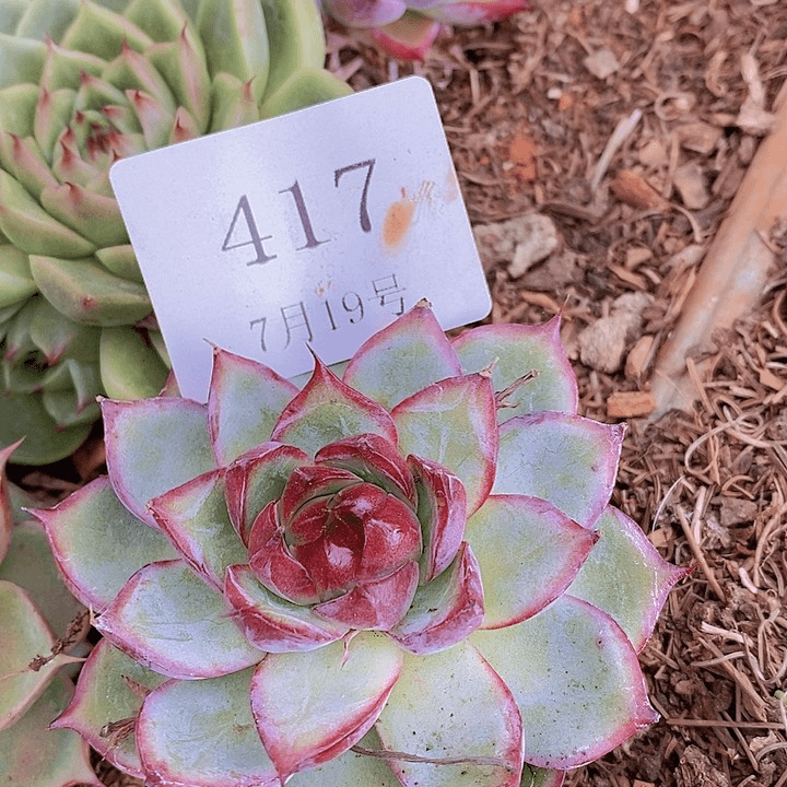 【闪购商品】云417