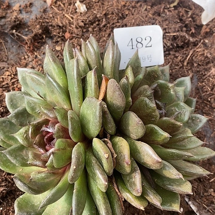 【闪购商品】云482黑水晶18厘米