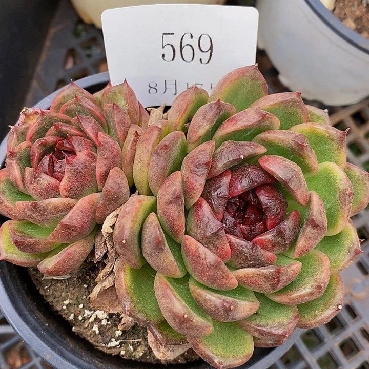 【闪购商品】云569黑水晶