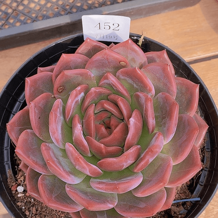 【闪购商品】云452