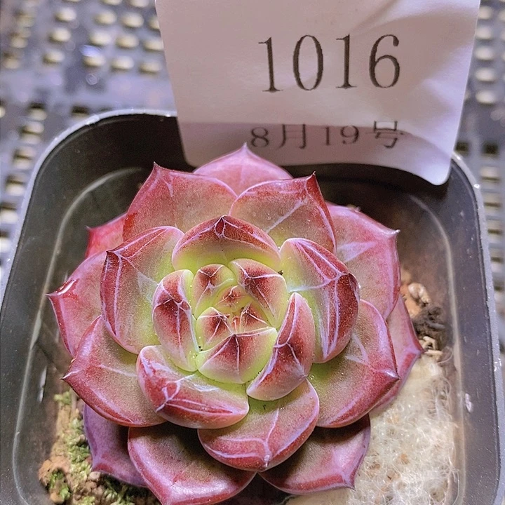 【闪购商品】云1016夜魔侠5厘米