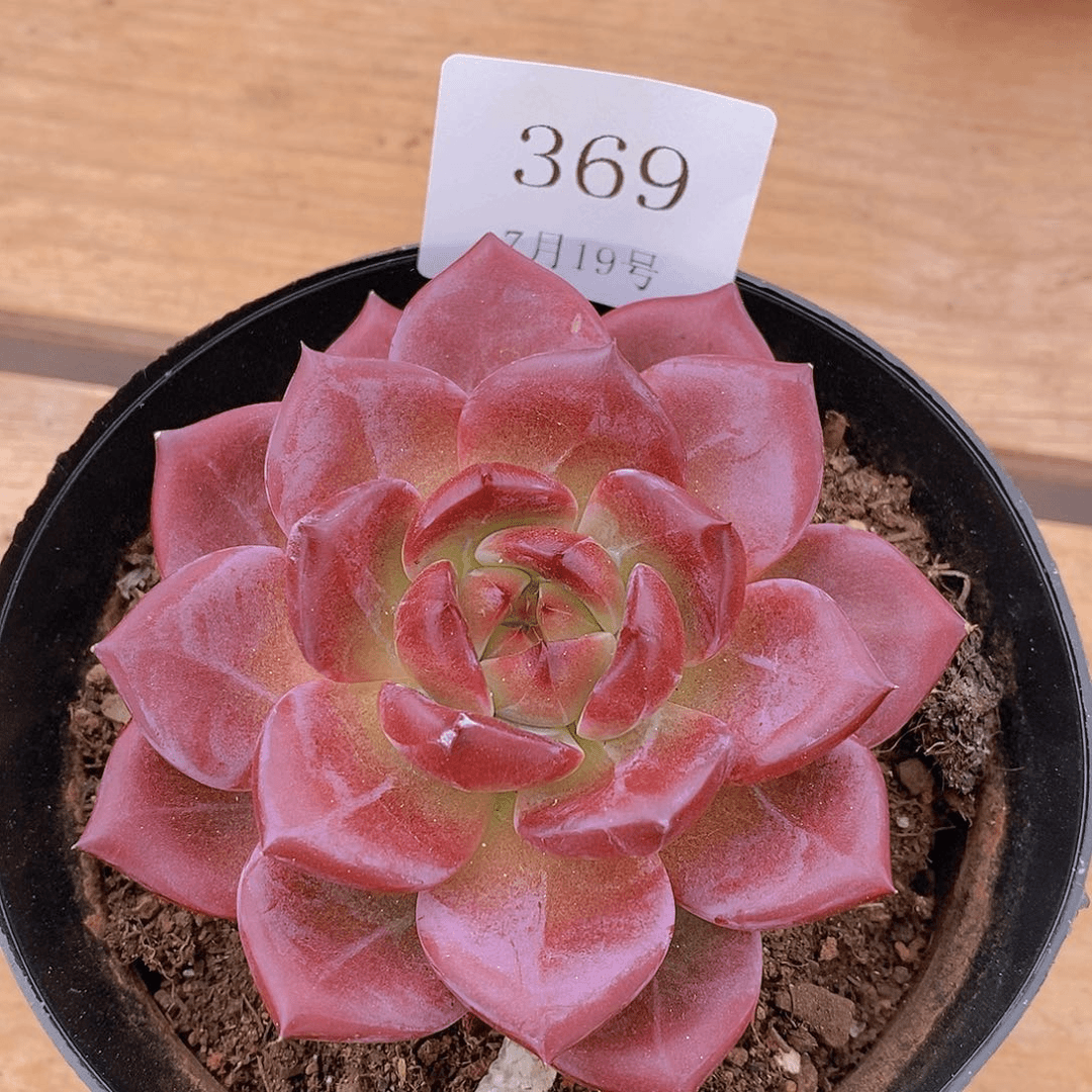 【闪购商品】云369