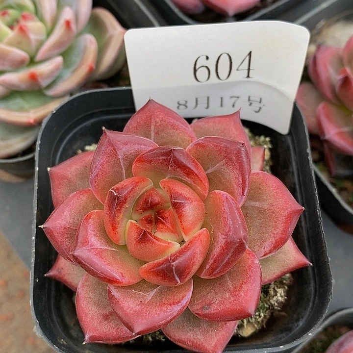 【闪购商品】云604