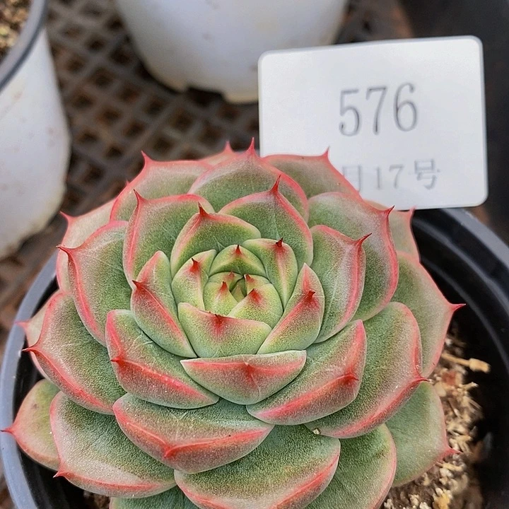 【闪购商品】云576