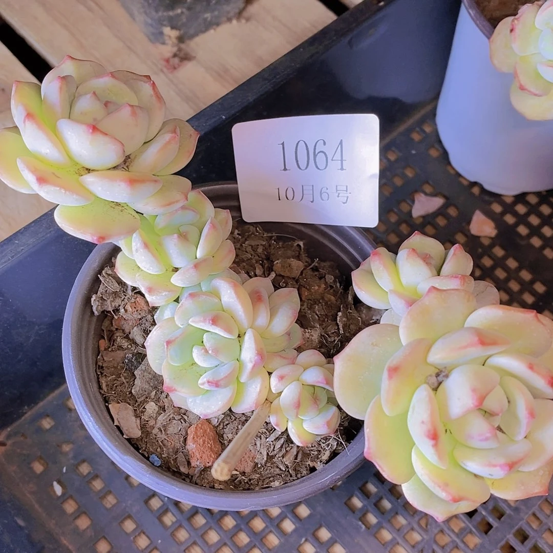 【闪购商品】云1064香草