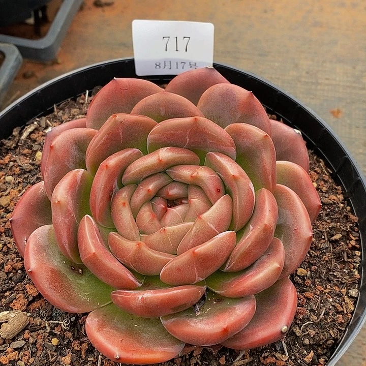 【闪购商品】有*云717