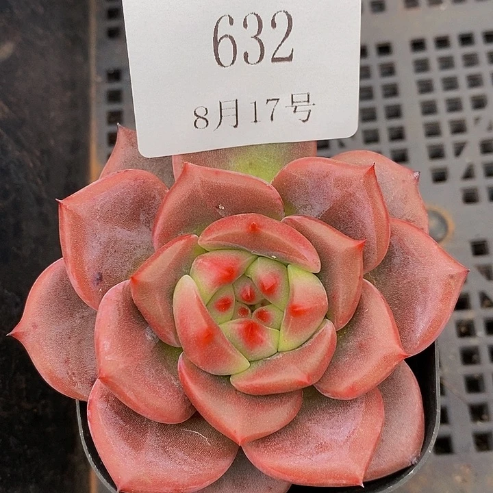 【闪购商品】云632