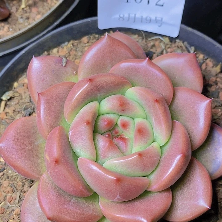 【闪购商品】云1072Q橙10厘米