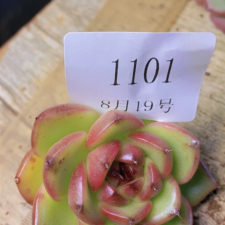 【闪购商品】云1101