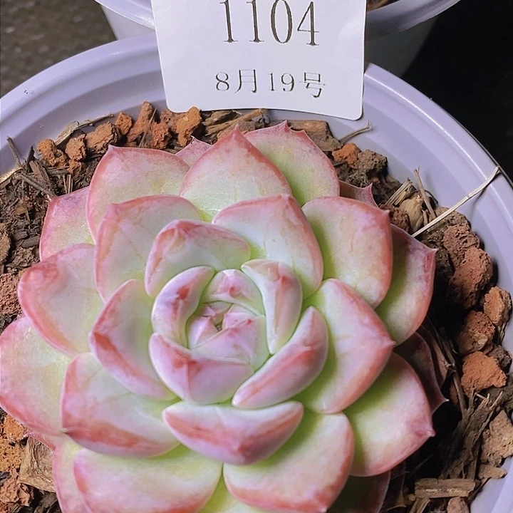 【闪购商品】云1104