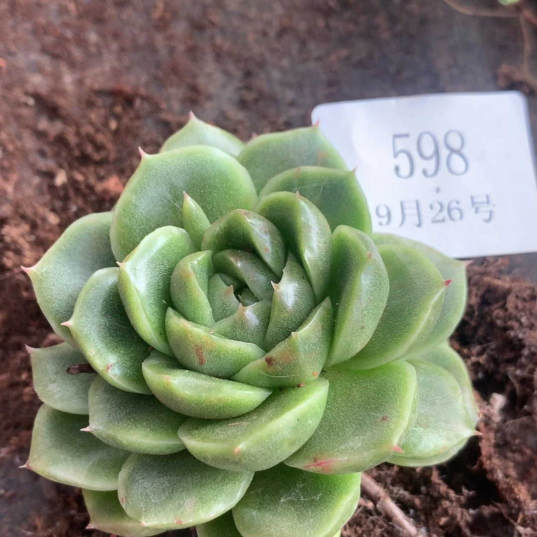 【闪购商品】我598