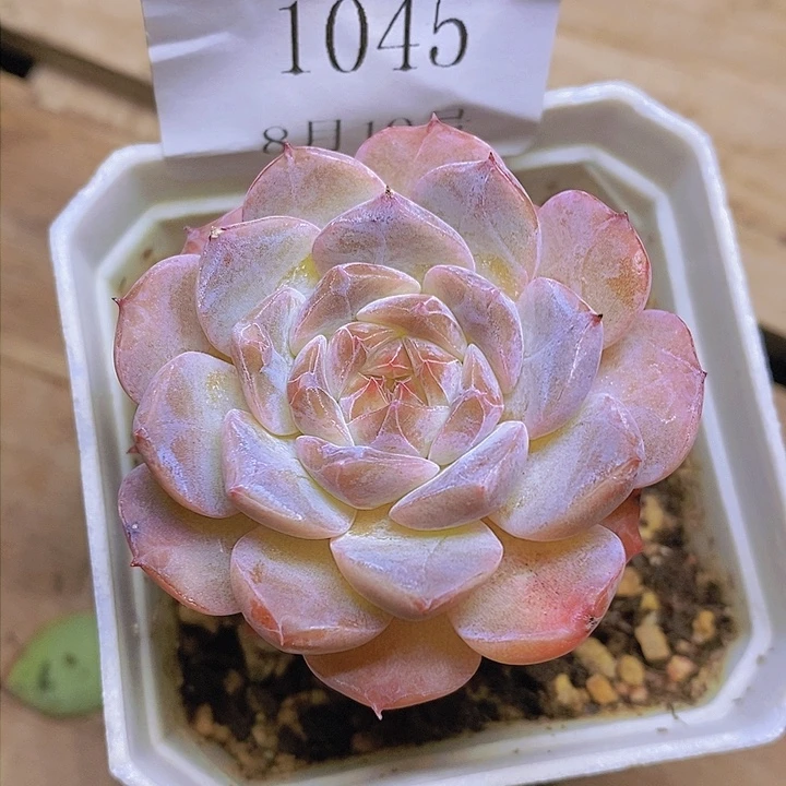 【闪购商品】云1045冰魄