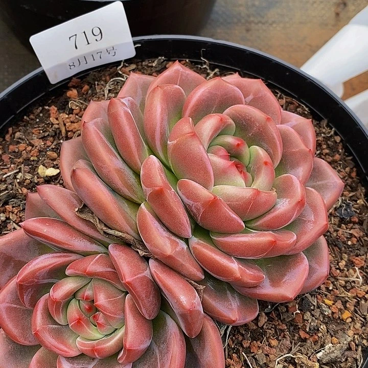 【闪购商品】有*云719号16厘米