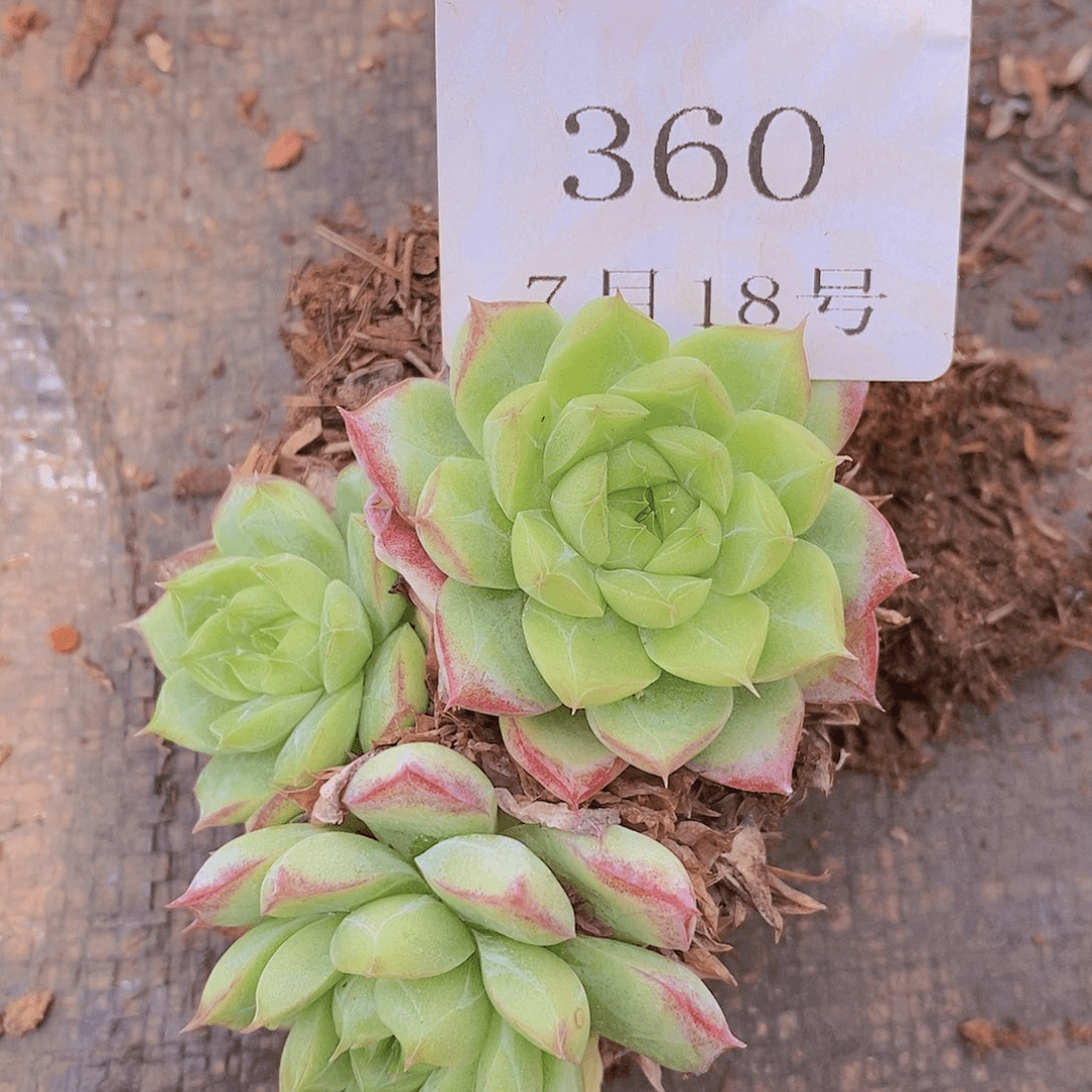 【闪购商品】云360