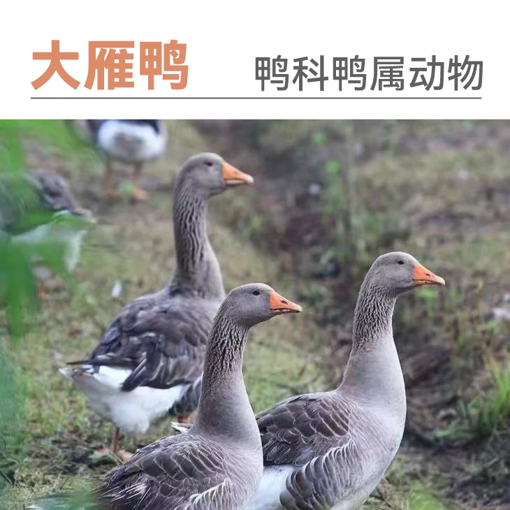 【顺丰/京东包邮】散养大雁鸭单只净重4.7-5斤带掌、带翅、带心肝