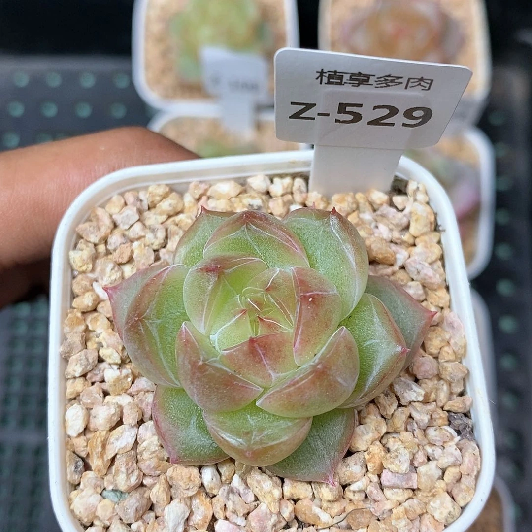 钻石单头4厘米529