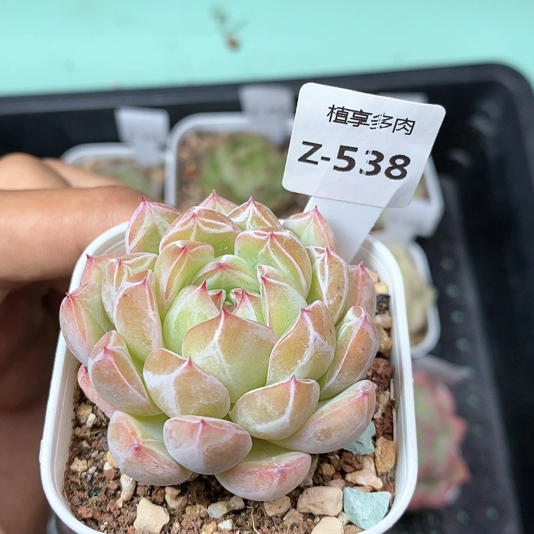 雪花珍妮下播福利538