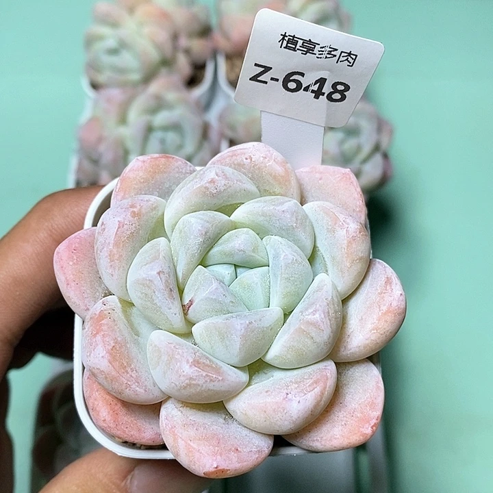 9.9/三棵单头冰玉Z648