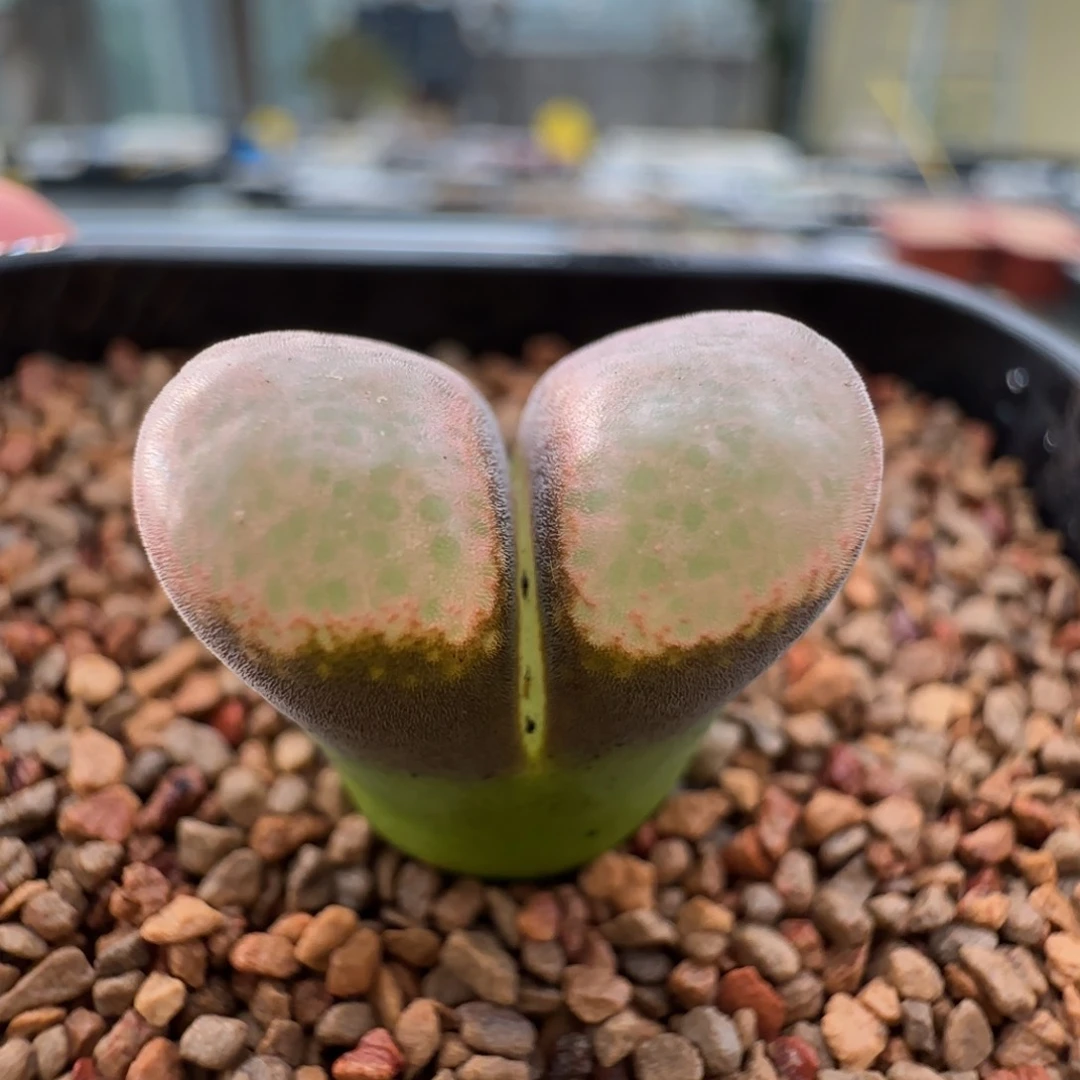 云缦多肉花园精品27.53紫体粉雪花泡泡窗