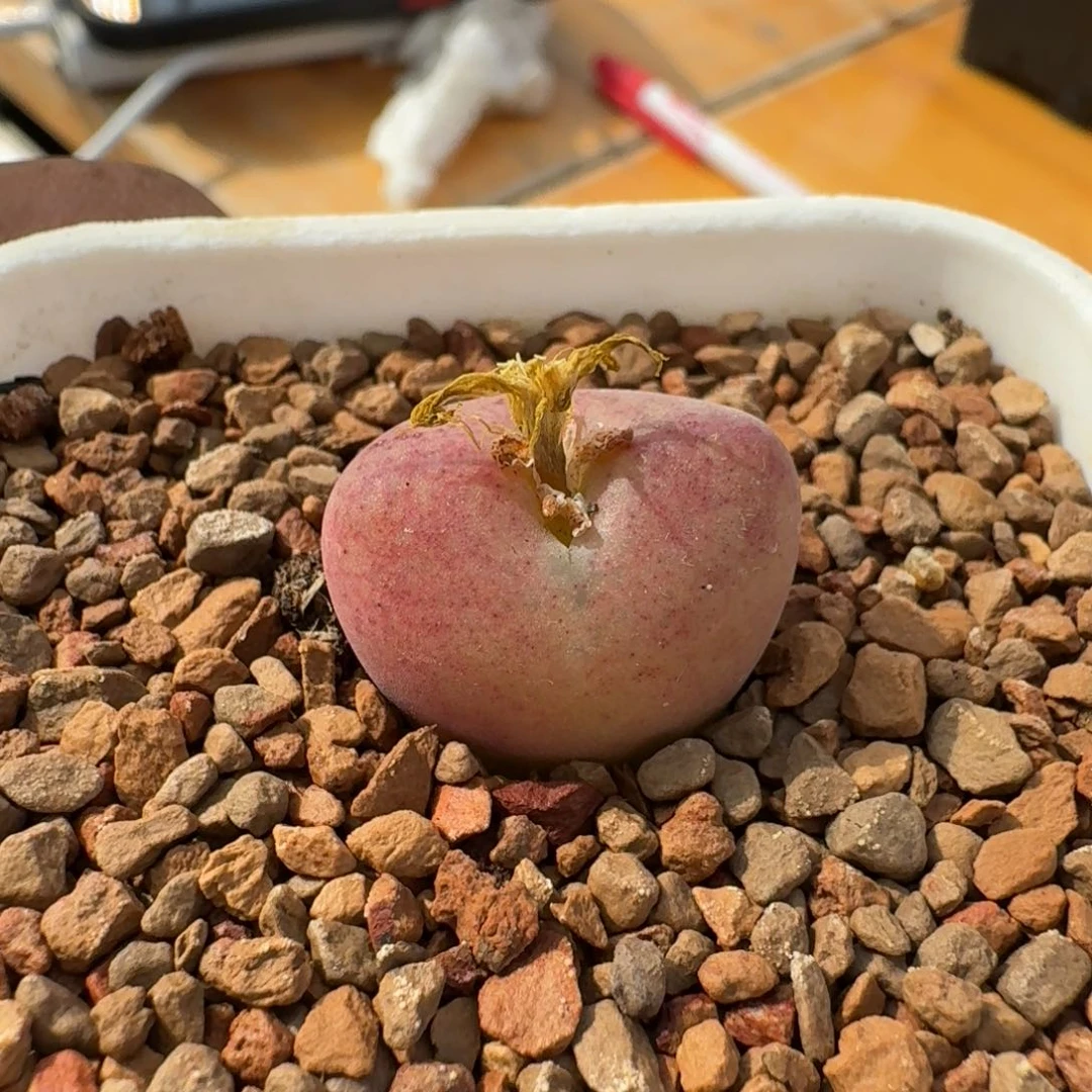 小****.云缦精品番杏9.10 吕氏甜杏SP