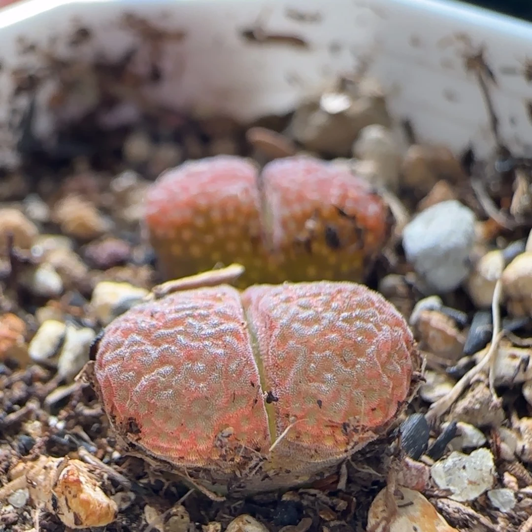 渡*云缦多肉花园精品2.115