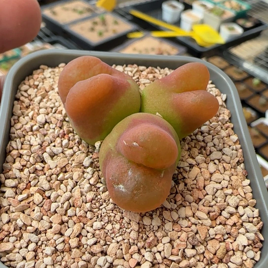 渡云缦多肉花园精品17.27