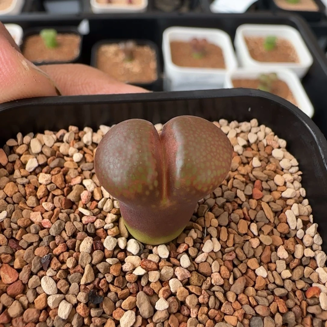 z****5云缦多肉花园25.34小蛮腰特选蘑菇头