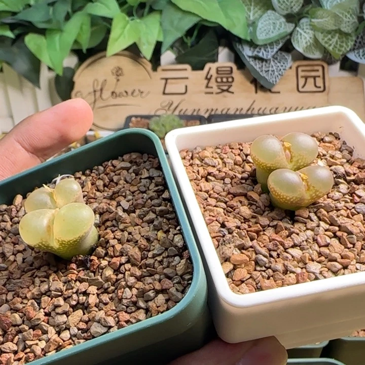 h****h云缦精品番杏16.50
