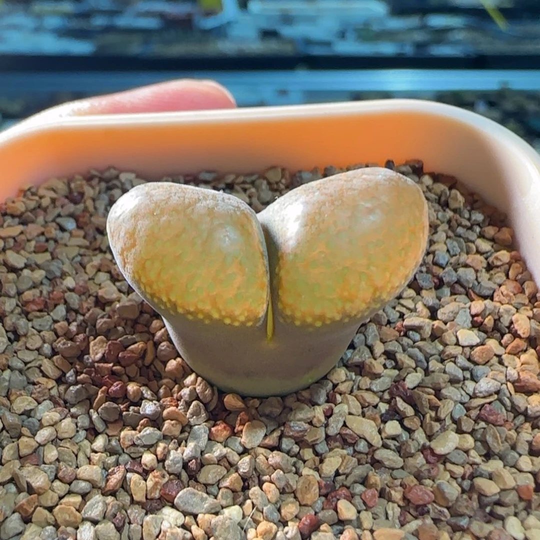 云缦多肉花园精品2.99大翻窗雪花蛋糕