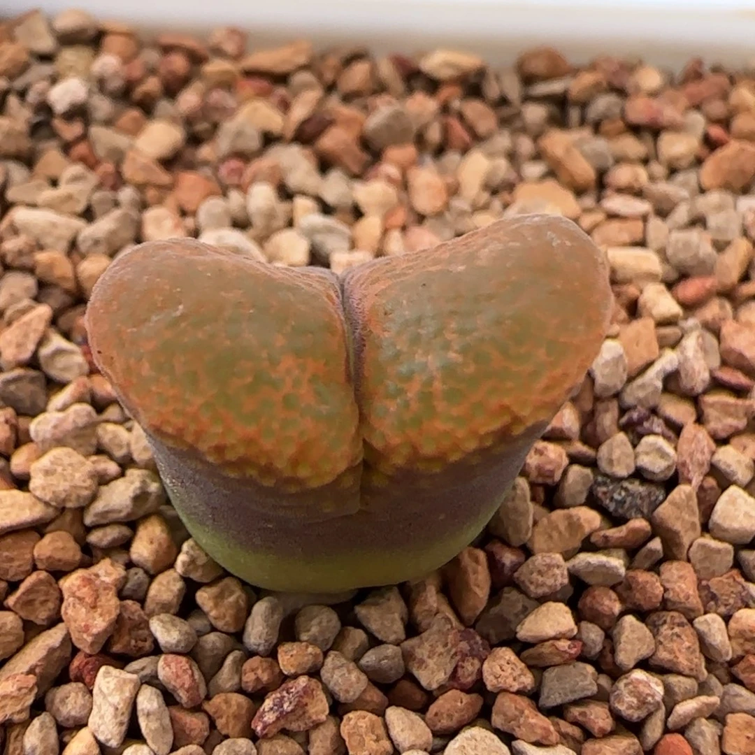 云缦多肉花园精品26.14幻窗橙鱼籽