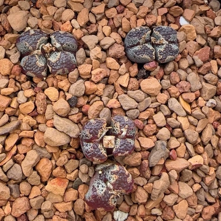 云缦精品番杏25.13鱼籽超蝶