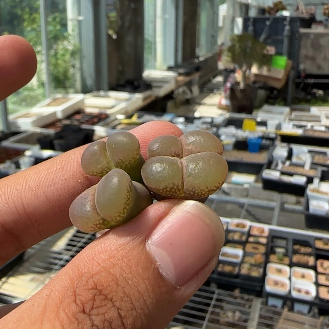 怪***姨云缦多肉花园精品17.47