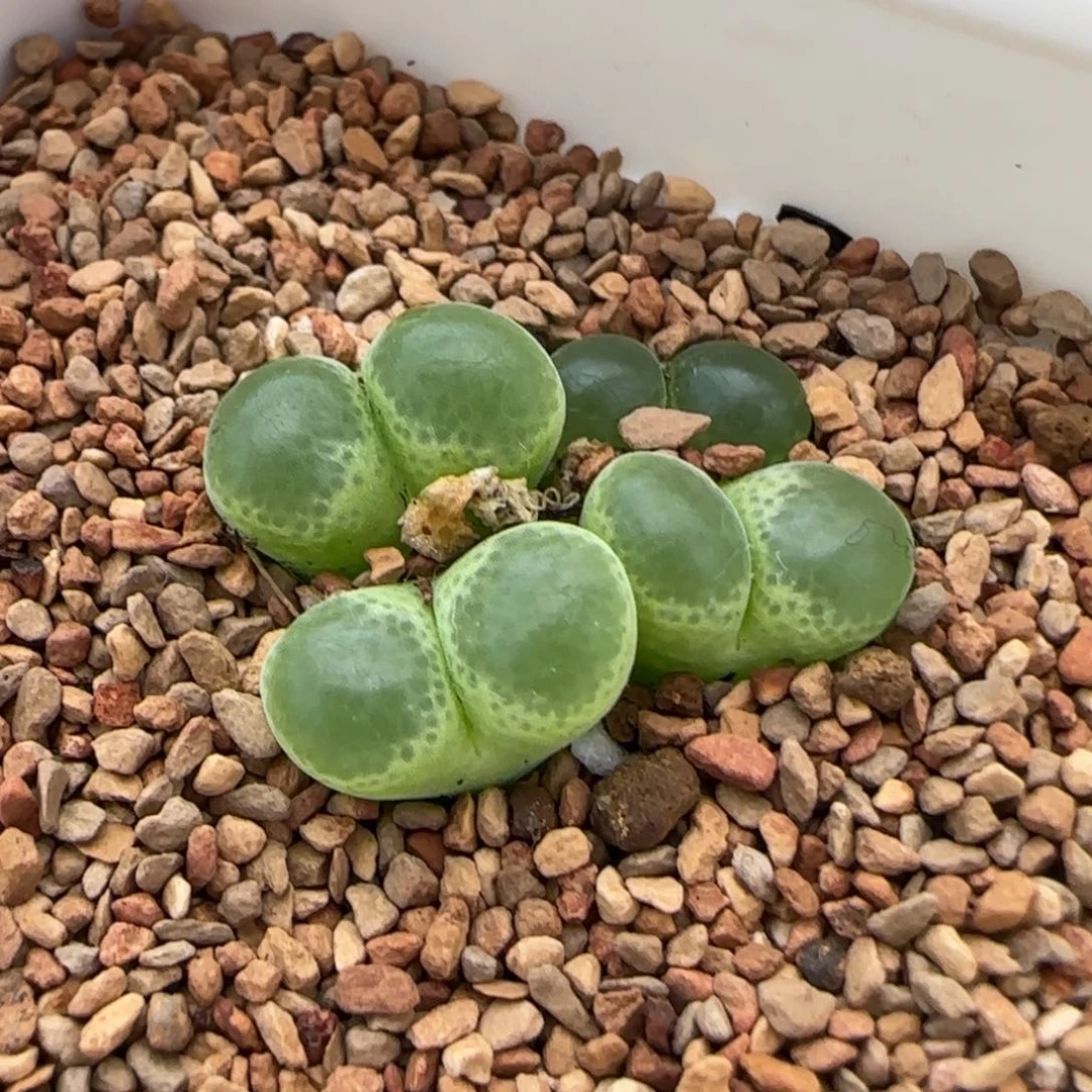 云缦多肉花园精品26.28绿体大眼睛