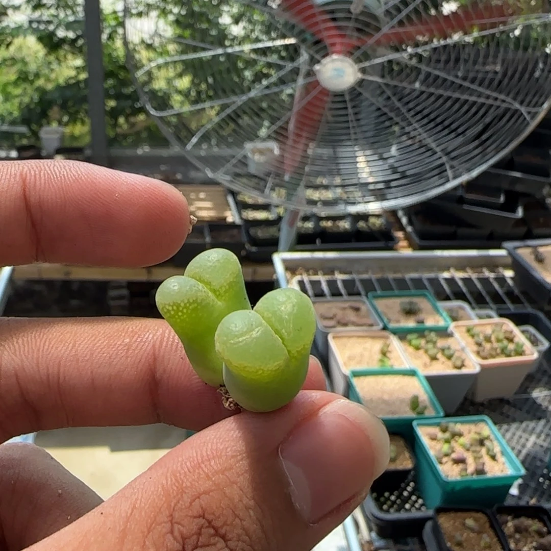 蛋*云缦多肉花园精品17.53