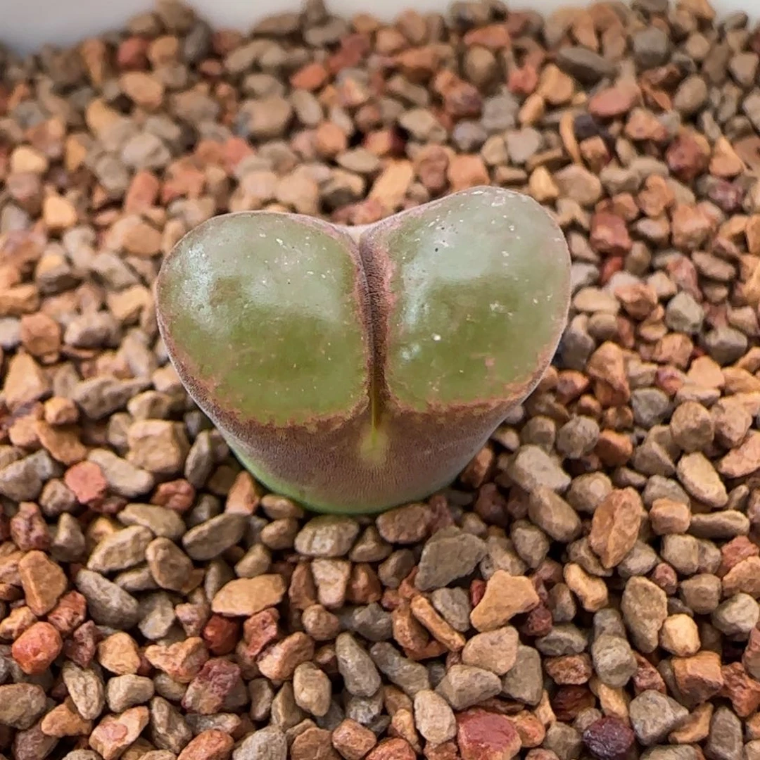 云缦多肉花园精品26.5雪花熊猫