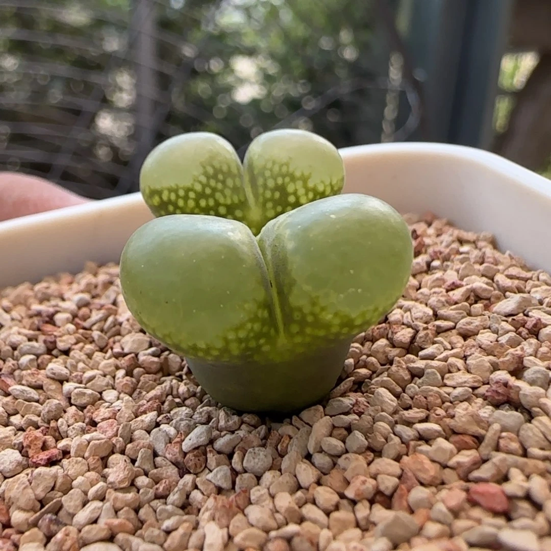 云缦多肉花园精品18.9芸苔系列